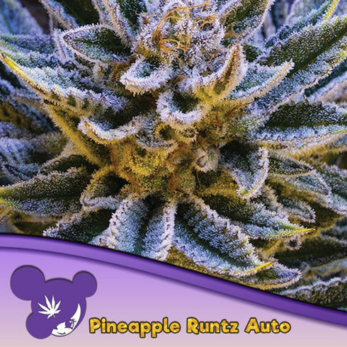 Anesia Seeds - Pineapple Runtz Auto