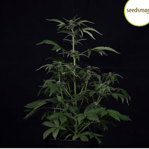 Seedsman - Pink Kush CBD 30:1 Auto