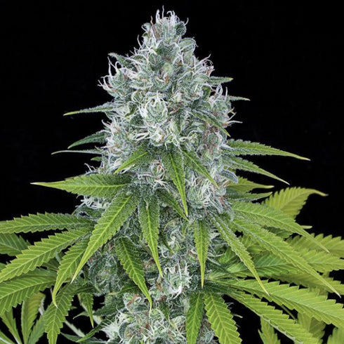 Dinafem Seeds - Power Kush
