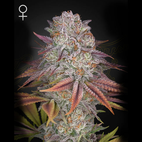 Greenhouse Seed Co. - Pulp's Friction