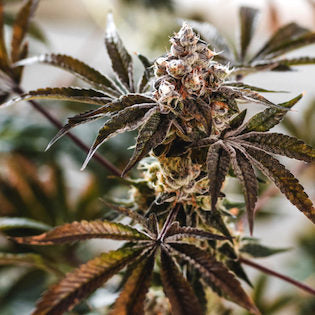 Elev8 Seeds - Punch Cake