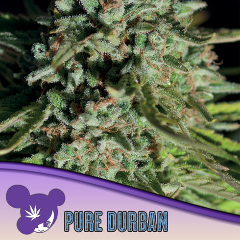 Anesia Seeds - Landrace Collection - Pure Durban