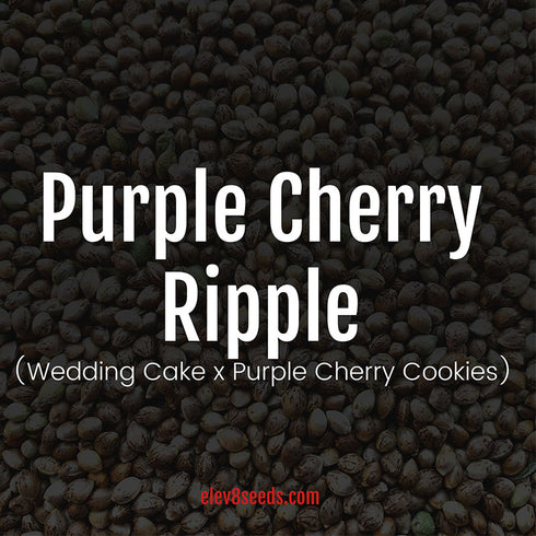 Elev8 Seeds - Purple Cherry Ripple