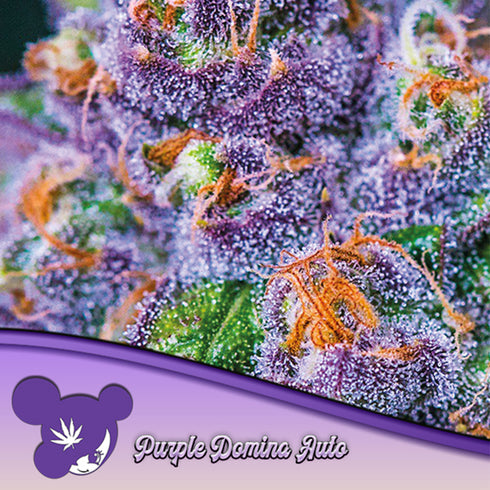 Anesia Seeds - Purple Domina Auto