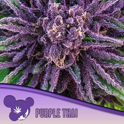 Anesia Seeds - Landrace Collection - Purple Thai