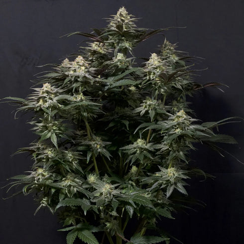 FastBuds Seeds - Purple Lemonade FF (Fast Flowering)