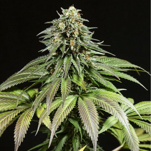 Dinafem Seeds - Purple Moby Dick