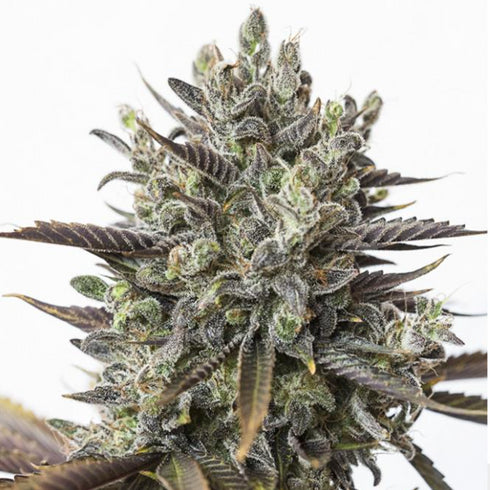 Dinafem Seeds - Purple Orange CBD