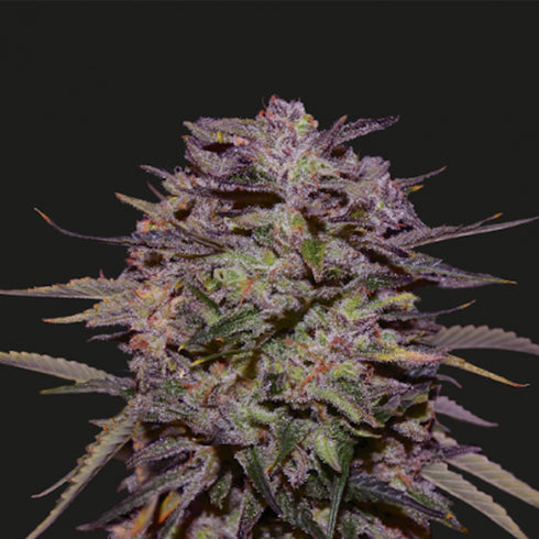 Kalashnikov Seeds - Purple Russian Express