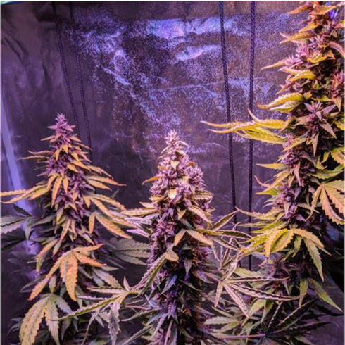 Elite Seeds - Purplediol CBD Auto