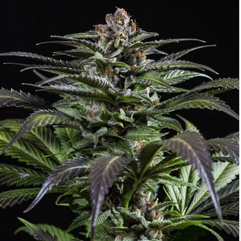 Dinafem Seeds - Purps #1