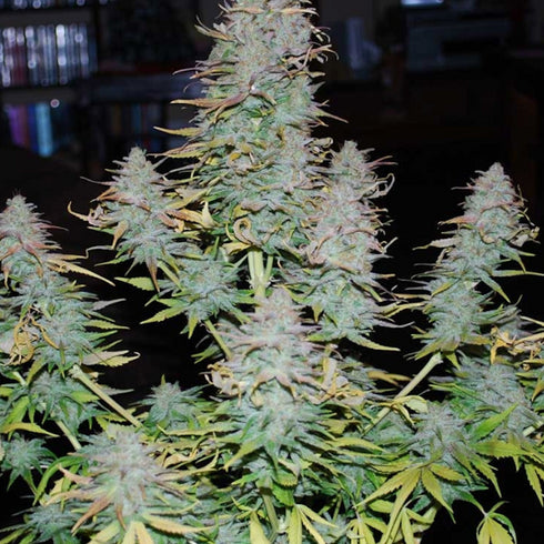 Phoenix Seeds - Quick Flowering THC
