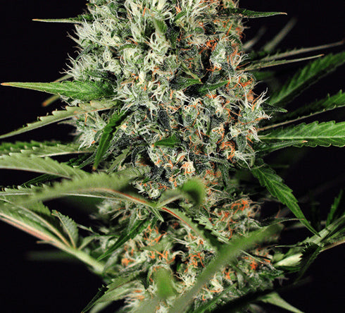 Exotic Seeds - Quick Mass