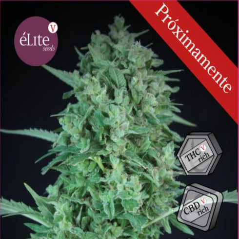 Elite Seeds - Quatrovarin CBDV:CBD:THCV:THC