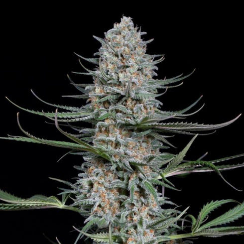 Dinafem Seeds - Quick Critical +