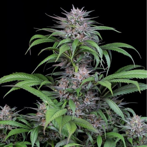 Dinafem Seeds - Quick Kush