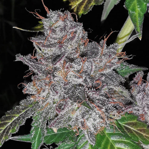 Pheno Finder Seeds - Rainbow Cake