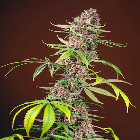 Sweet Seeds - Red Mandarine F1 FAST