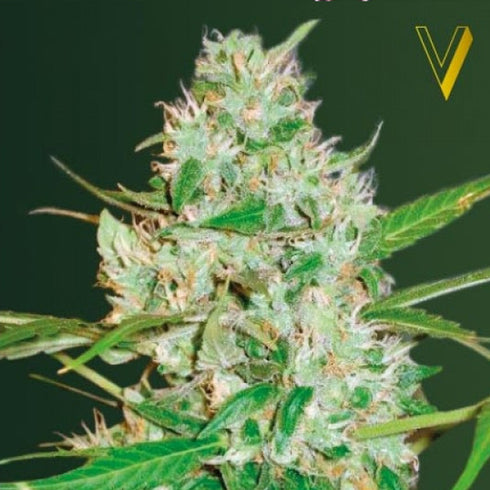 Victory Seeds - Red Russian XXL Auto