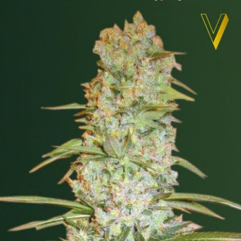 Victory Seeds - Red Russian XXL