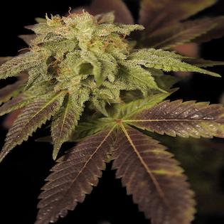 House of the Great Gardener - Rene