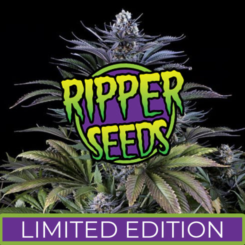 Ripper Seeds - Toxic x Purple Punch