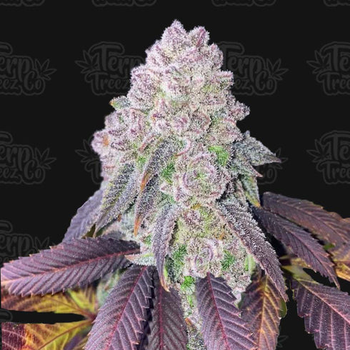 Terp Treez Co - RS-11