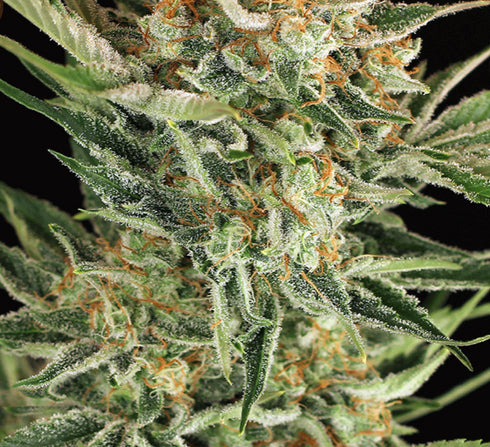 Exotic Seeds - Russian Auto