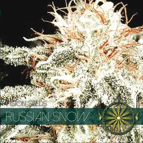 Vision Seeds - Russian Snow