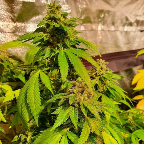 Holy Smoke Seeds - Reggae Radio