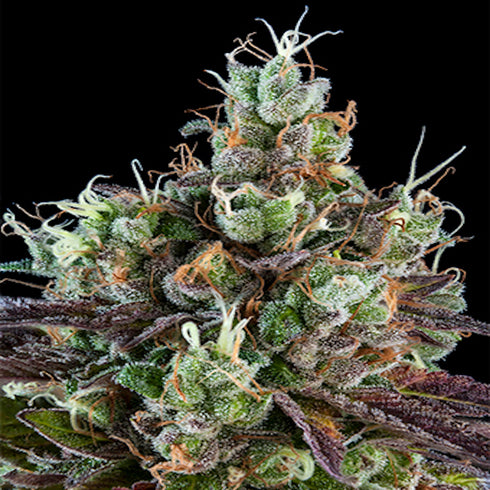 Ripper Seeds - Sour Ripper