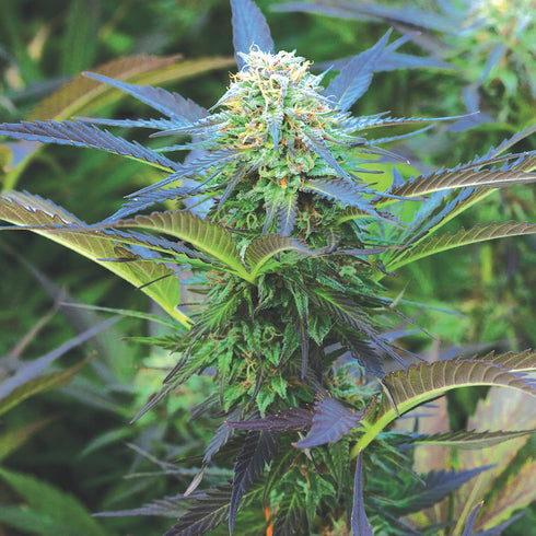 Emerald Triangle - Royal Purple Kush