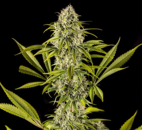 Dinafem Seeds - Royal Haze