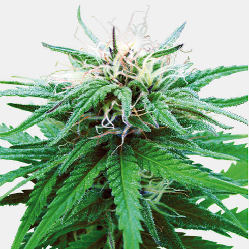 Sensi Seeds - Ruderalis Indica