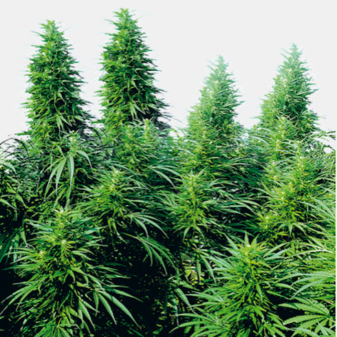 Sensi Seeds - Ruderalis Skunk