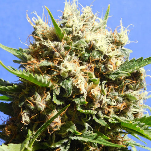 Original Sensible Seeds - Runtz Auto