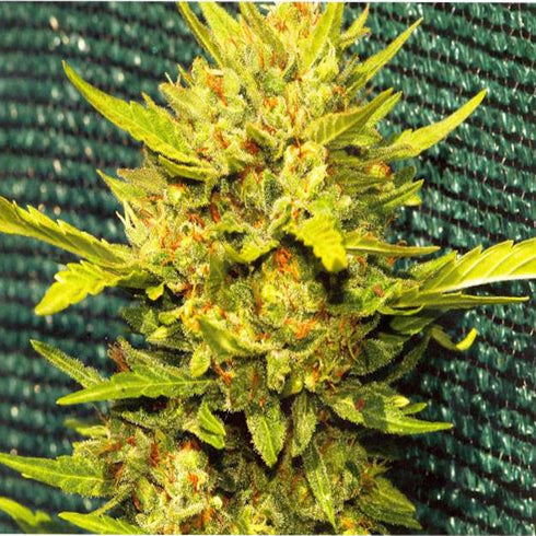 Sweet Seeds - S.A.D. Auto