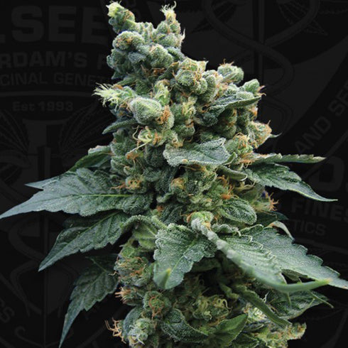 T.H. Seeds - Sage n Sour
