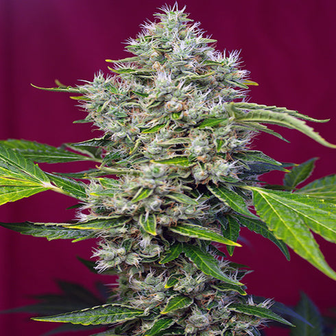 Sweet Seeds - San Fernando Lemon Kush
