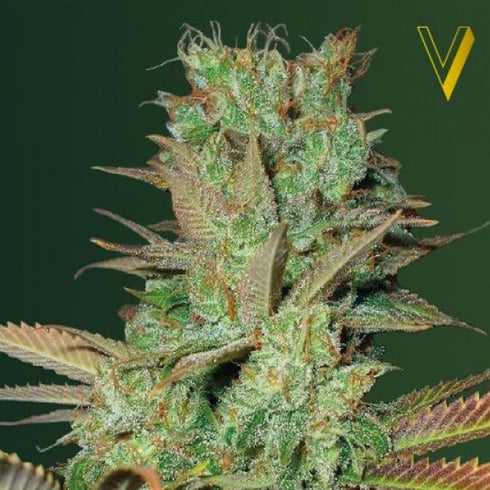 Victory Seeds - Seemango