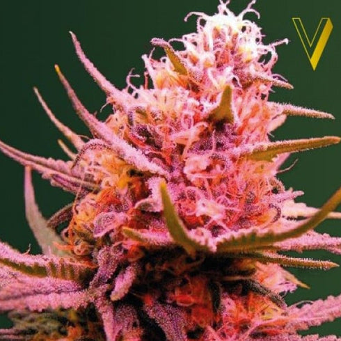 Victory Seeds - Seemango Auto