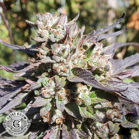 Geist Grow Seeds - SFV Gushers
