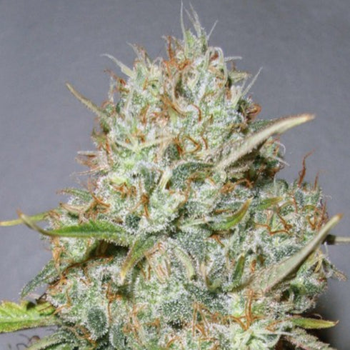 Advanced Seeds - Shark Widow