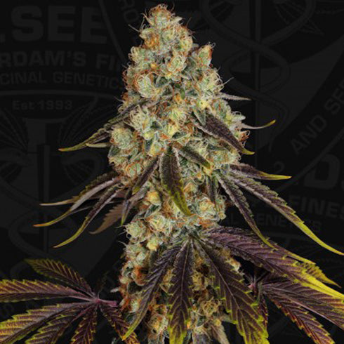 T.H. Seeds - Shiloh Z