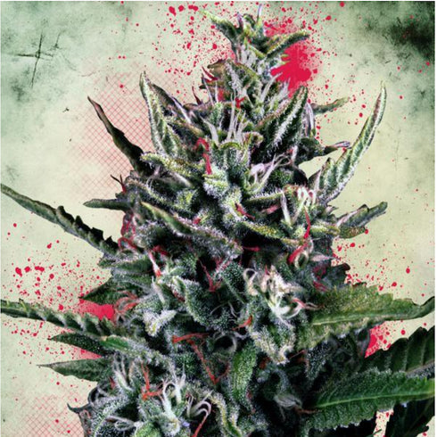 Ministry of Cannabis - Silver Bullet Auto