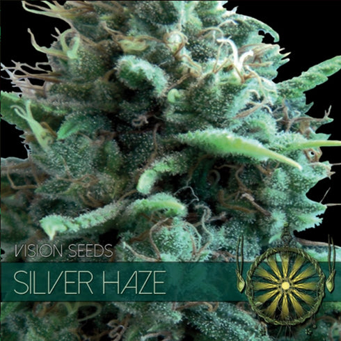 Vision Seeds - Silver Haze