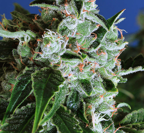 Exotic Seeds - Sir Jack Auto