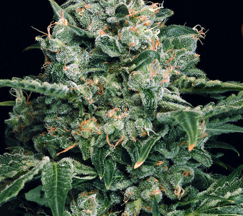Exotic Seeds - Sir Jack