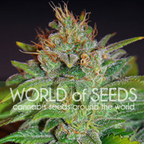 World of Seeds - Skunk 47