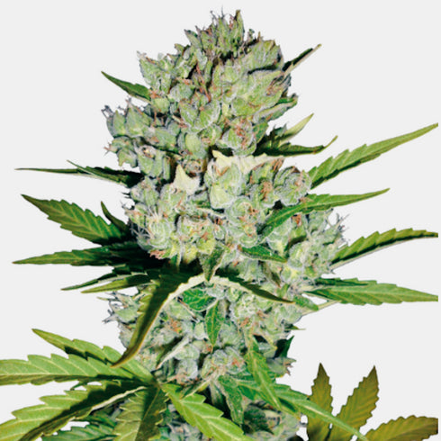 Sensi White Label - Skunk #1 Auto